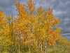 Hi Dynamic Range Images : These images are created by shooting multiple images of  the same scene, almost simultaneously, and then combining them to create one image that (hopefully) has details in both the highlights and the deepest shadows. There is lots to learn about this 'newest' technique in photography and that's what adds to the fun!